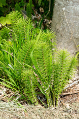 Prêle des champs, Equisetum arvense