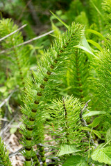 Prêle des champs, Equisetum arvense