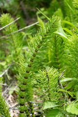 Prêle des champs, Equisetum arvense
