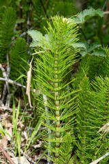 Pr&ecirc;le des champs, Equisetum arvense