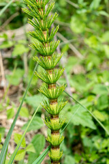 Prêle des champs, Equisetum arvense