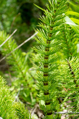Prêle des champs, Equisetum arvense