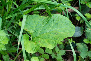 Rhubarbe sauvage,, Rheum rhaponticum