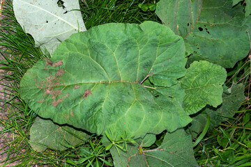 Rhubarbe sauvage,, Rheum rhaponticum