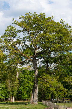 Chêne pédonculé, Quercus robur , Gorges de Franchard, Forêt de Fontainebleau, Seine et Marne, 78
