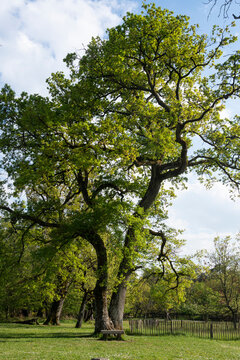 Chêne pédonculé, Quercus robur , Gorges de Franchard, Forêt de Fontainebleau, Seine et Marne, 78