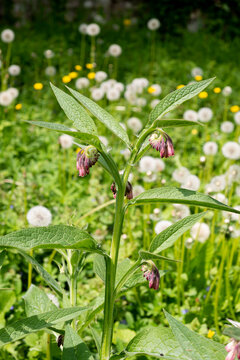 Consoude officinale, Symphytum officinale