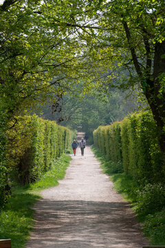Haies d'aub&eacute;pines, Crataegus monogyna, Etangs de Hollande, Parc naturel r&eacute;gional de la Haute Vall&eacute;e de Chevreuse, Br&eacute;viaires, 78, Yvelines