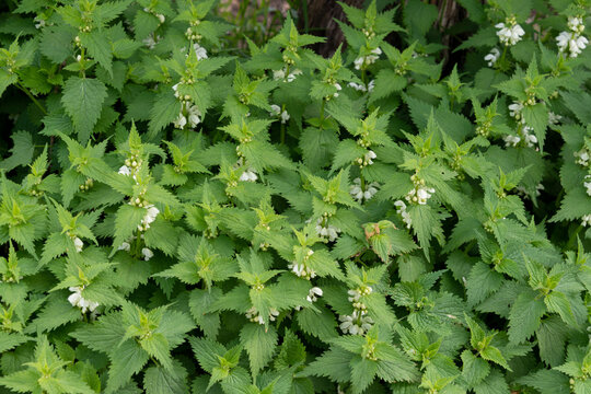 Lamier blanc, ortie blanche, Lamium album