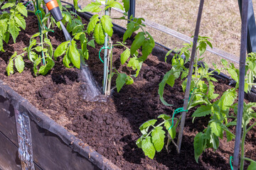 Close up view of man pouring water from hose to tomatoes seedlings planted in ground in greenhouse. Sweden.