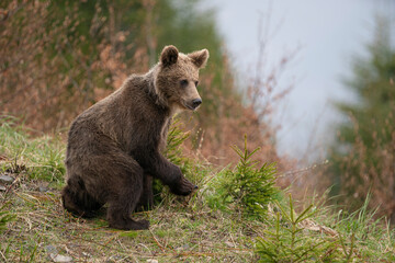 Brown bear, ursus arctos, standing on blooming glade in spring nature. Large mammal looking to the camera in yellow wildflowers.
