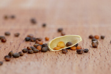 arugula seeds ready to sow
