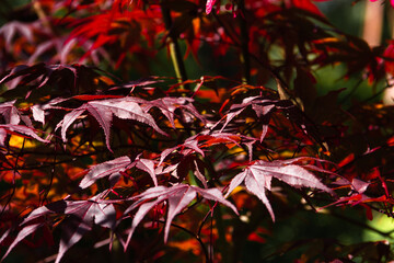 Full color red maple leaves. Copy space. Selective focus.
