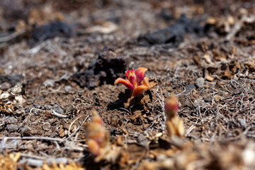 Close up of Mesembryanthemum crystallinum flowers.