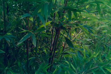 Background of green bamboo plants. Copy space. Selective focus.