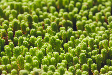 Background of succulent plants with selective focus. Copy space.