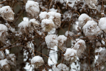 Snow Covered Branches of a Bush