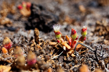 Close up of Mesembryanthemum crystallinum flowers.