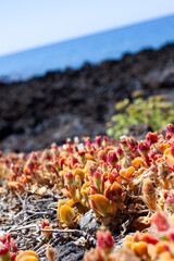 Close up of Mesembryanthemum crystallinum flowers.