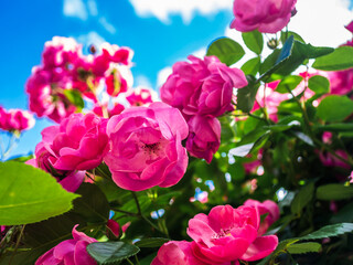 満開のバラの花が咲く風景