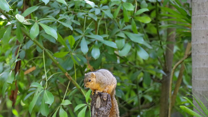 An eastern fox squirrel on top of a tree trunk.