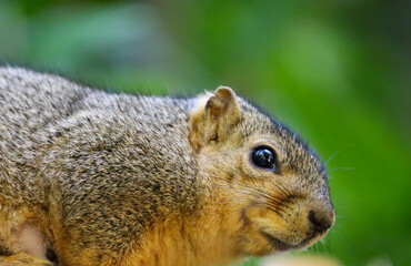 Naklejka na ściany i meble Close-up of an eastern fox squirrel's face.