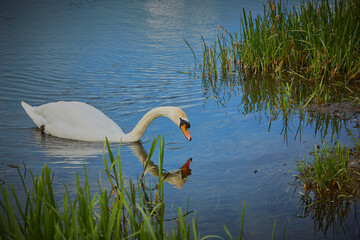 Mute swan feeding on a lake near some reeds, with its reflection on the water.
