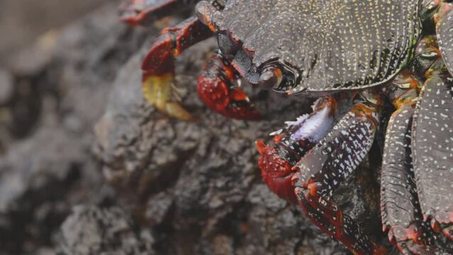 Close up of red crabs on rocks