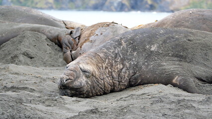 Male southern elephant seal (Mirounga leonina) on the beach at Gold Harbor, South Georgia Island