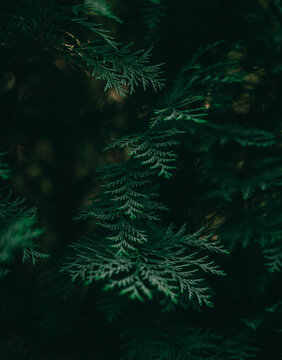 Fir tree branches texture in the forest © justatony
