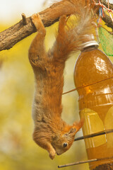 Eurasian red squirrel, Sciurus vulgaris looting seeds from the bird feeder in Royal Game Reserve, Prague.