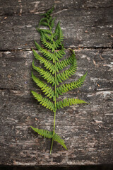 fern leaf on wooden background