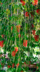 Red flowers on green background