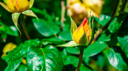 Yellow flower on green background