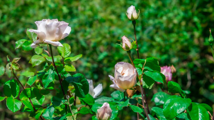 White flowers on green background