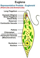 Euglena structure infographic diagram genus of single celled flagellated plant animal like parts  flagellum stigma basal body nucleus chloroplast granule vector illustration drawing biology science