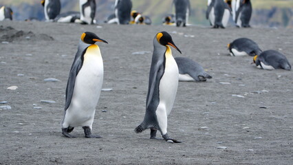 Obraz premium King penguins (Aptenodytes patagonicus) at Gold Harbor, South Georgia Island