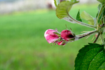 Naklejka na ściany i meble apple flowers in an orchard in spring