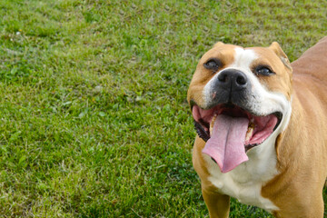 amstaff dog rests after running, dog with  his tongue out.