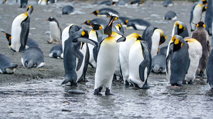 Obraz premium King penguins (Aptenodytes patagonicus) by a stream at Gold Harbor, South Georgia Island