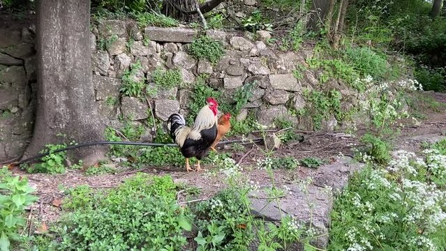 Coq et poules dans un jardin, Occitanie