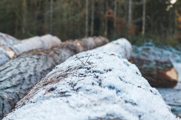 Déforestation hivernale