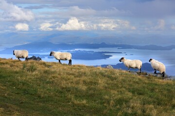 Sheep in Norway in summer