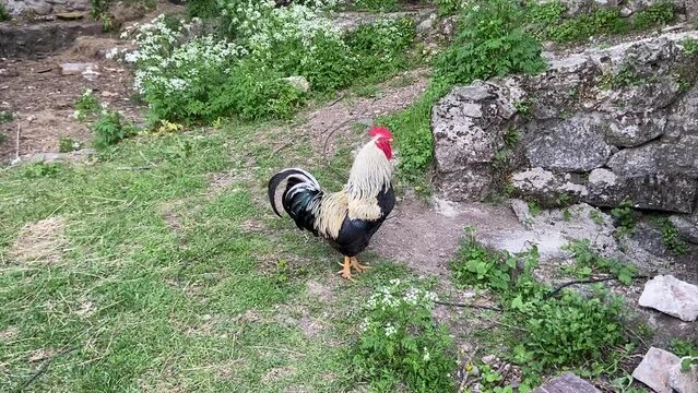 Coq dans un jardin, Occitanie