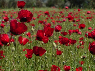 sprig time flower fields fethiye turkey