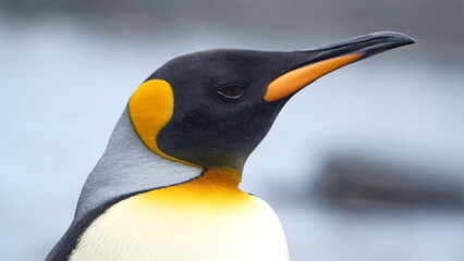 Close up of a king penguin (Aptenodytes patagonicus) at Gold Harbor, South Georgia Island