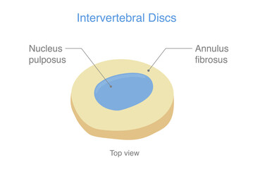 Anatomy of normal Intervertebral Discs. Illustration about Medical diagram about the spine in top view for check disc herniation. nucleus pulposus, annulus fibrosis.