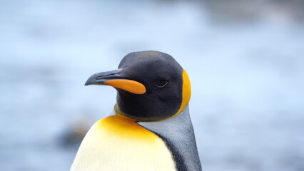Close up of a king penguin (Aptenodytes patagonicus) at Gold Harbor, South Georgia Island