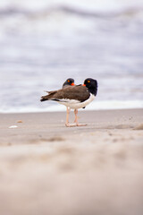 A pair of American oystercatchers (Haematopus palliatus) on a beach during breeding season. Long Island New York