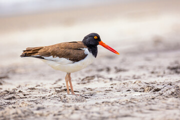 Close up portrait of an American oystercatcher (Haematopus palliatus) walking on a beach during breeding season. Long Island New York